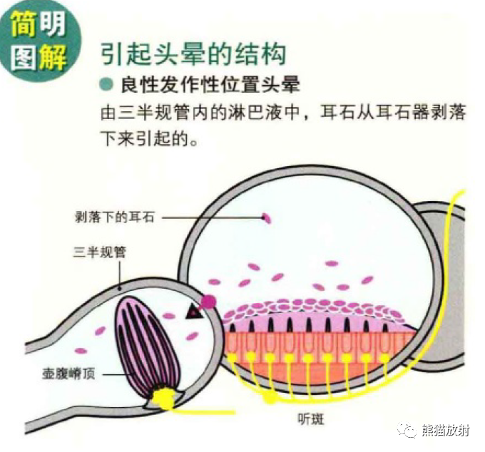 影像PPT - 耳、鼻、咽喉解剖-9