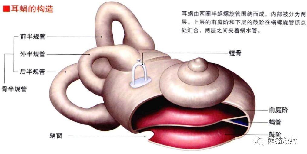 影像PPT - 耳、鼻、咽喉解剖-4