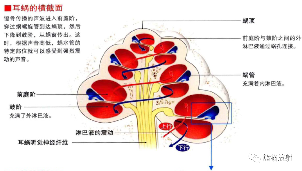 影像PPT - 耳、鼻、咽喉解剖-5