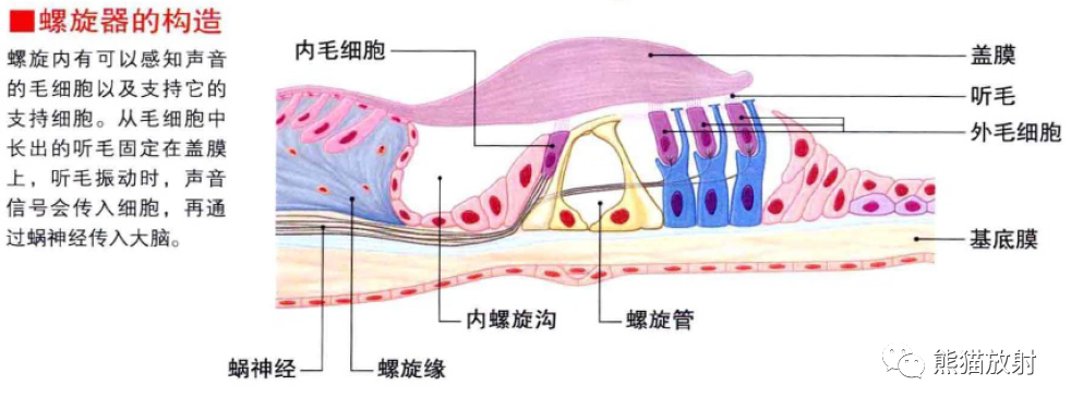 影像PPT - 耳、鼻、咽喉解剖-7