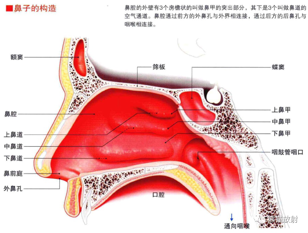 影像PPT - 耳、鼻、咽喉解剖-12