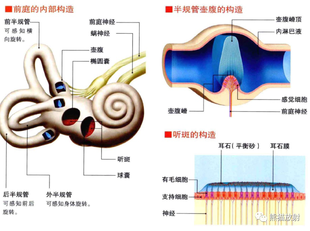 影像PPT - 耳、鼻、咽喉解剖-8