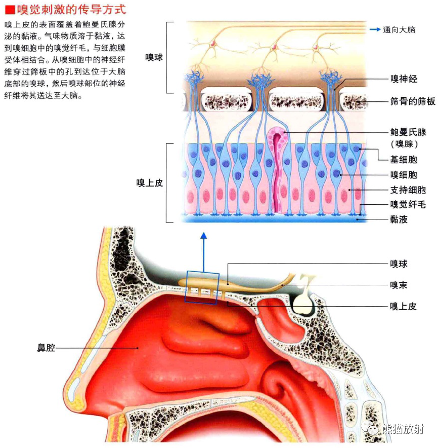 影像PPT - 耳、鼻、咽喉解剖-15
