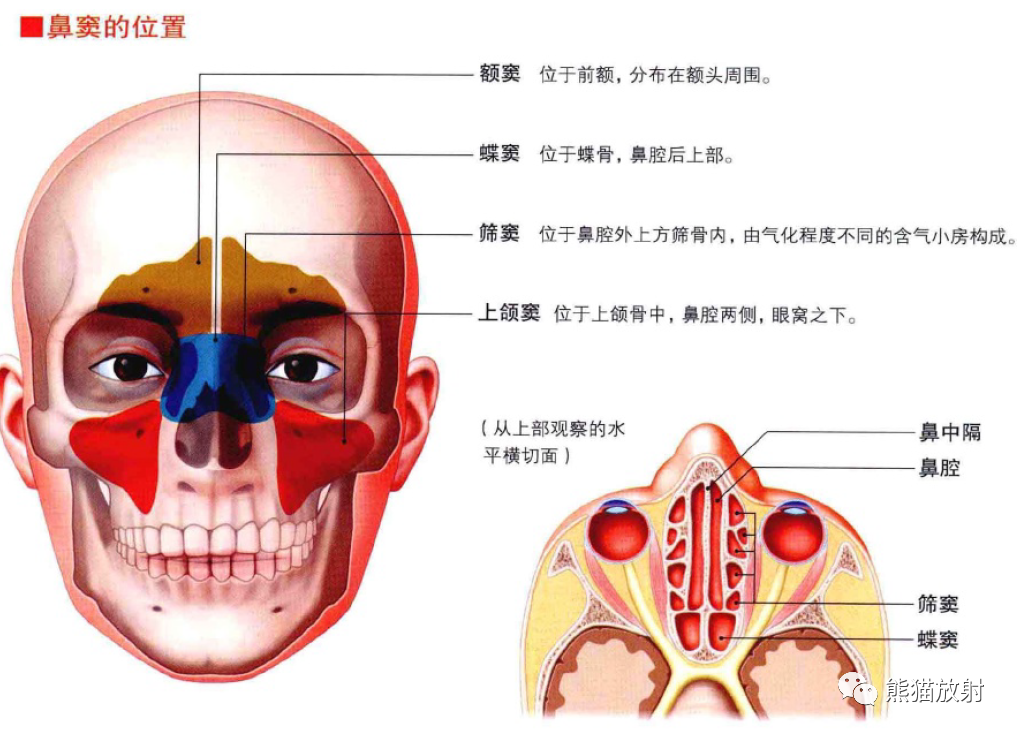 影像PPT - 耳、鼻、咽喉解剖-13