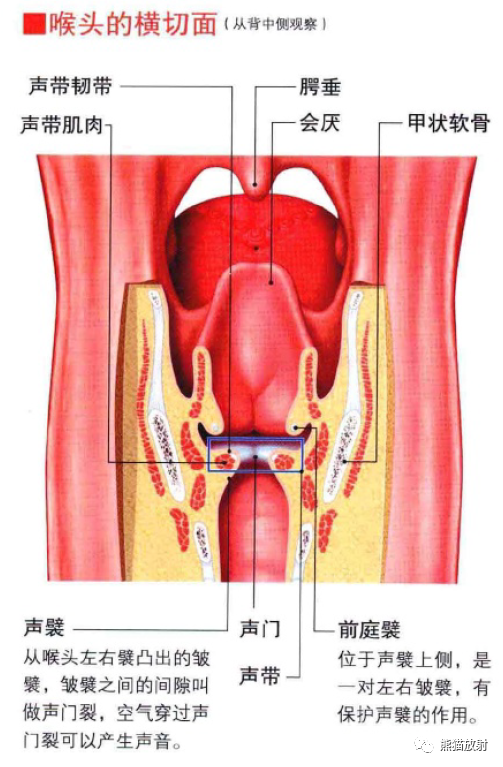 影像PPT - 耳、鼻、咽喉解剖-18