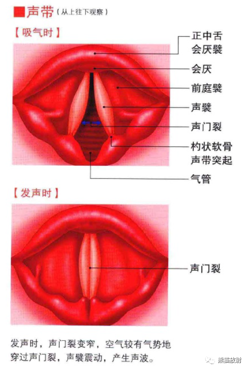 影像PPT - 耳、鼻、咽喉解剖-19