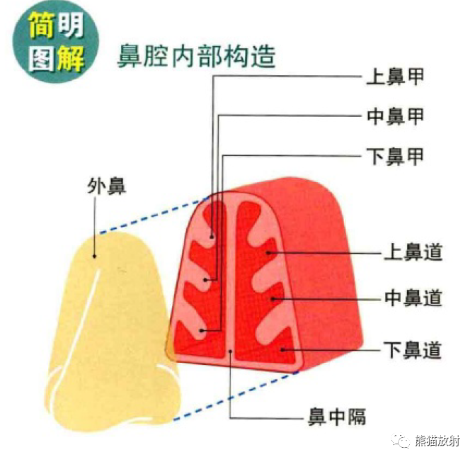 影像PPT - 耳、鼻、咽喉解剖-1