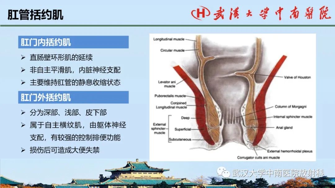 影像PPT - 【PPT】肛瘘的MRI成像与诊断-5