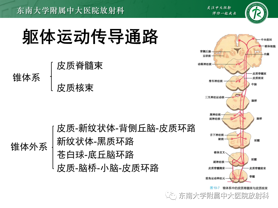 影像PPT - 【PPT】多系统萎缩-7