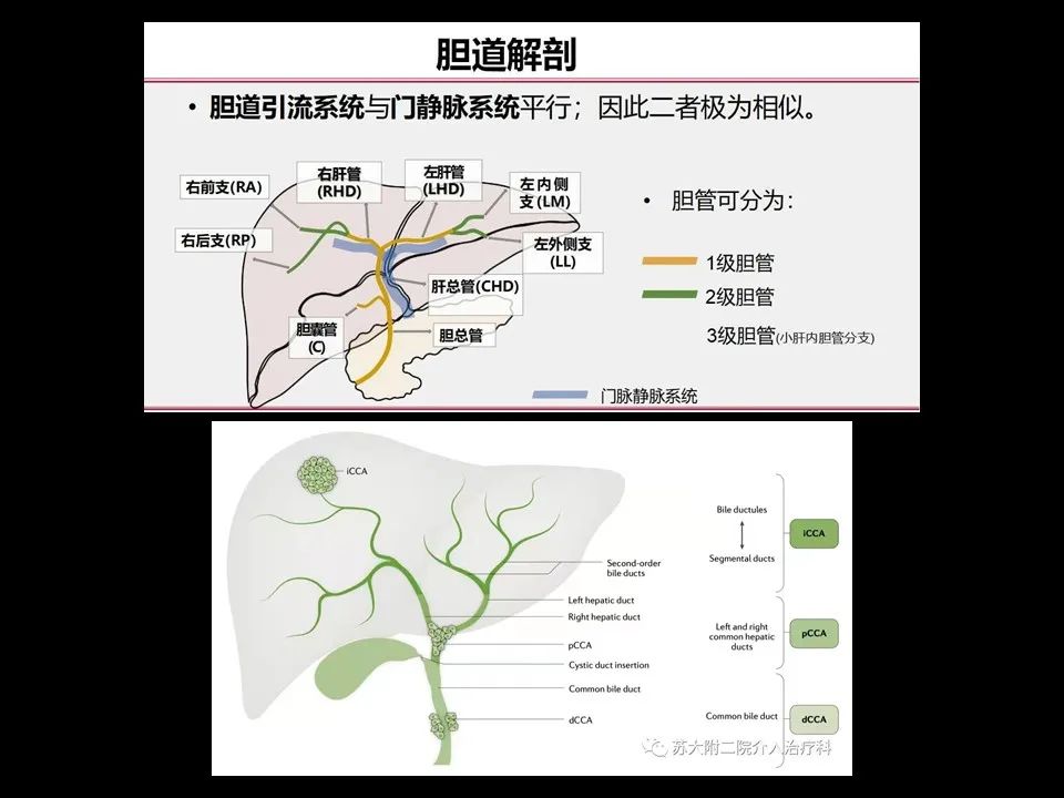 影像PPT - 【PPT】胆管癌（2019年）:最新的病理学、分类及影像学表现-5
