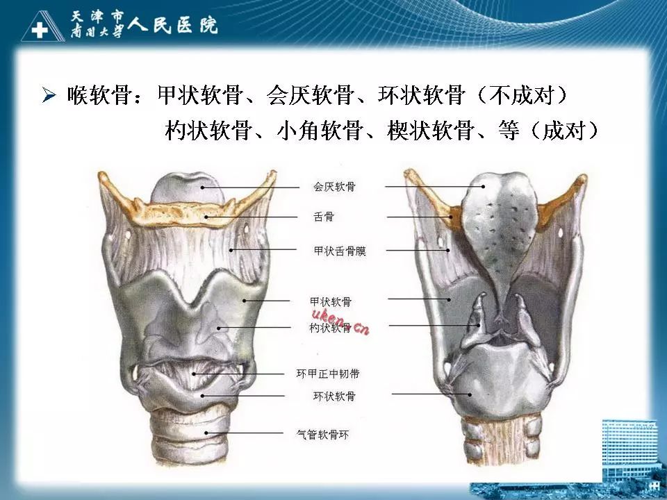 影像PPT - 【PPT】喉的应用解剖与影像解剖-3