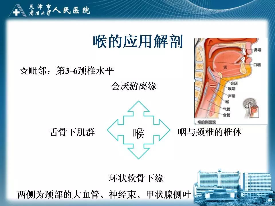 影像PPT - 【PPT】喉的应用解剖与影像解剖-2