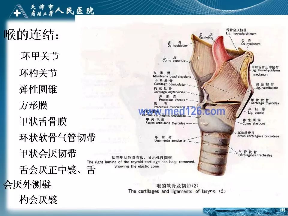 影像PPT - 【PPT】喉的应用解剖与影像解剖-4