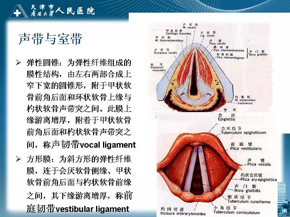 影像PPT - 【PPT】喉的应用解剖与影像解剖-5