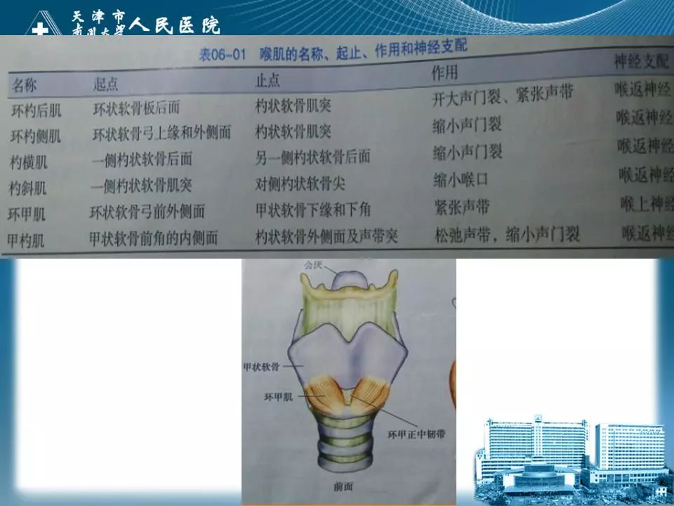 影像PPT - 【PPT】喉的应用解剖与影像解剖-7