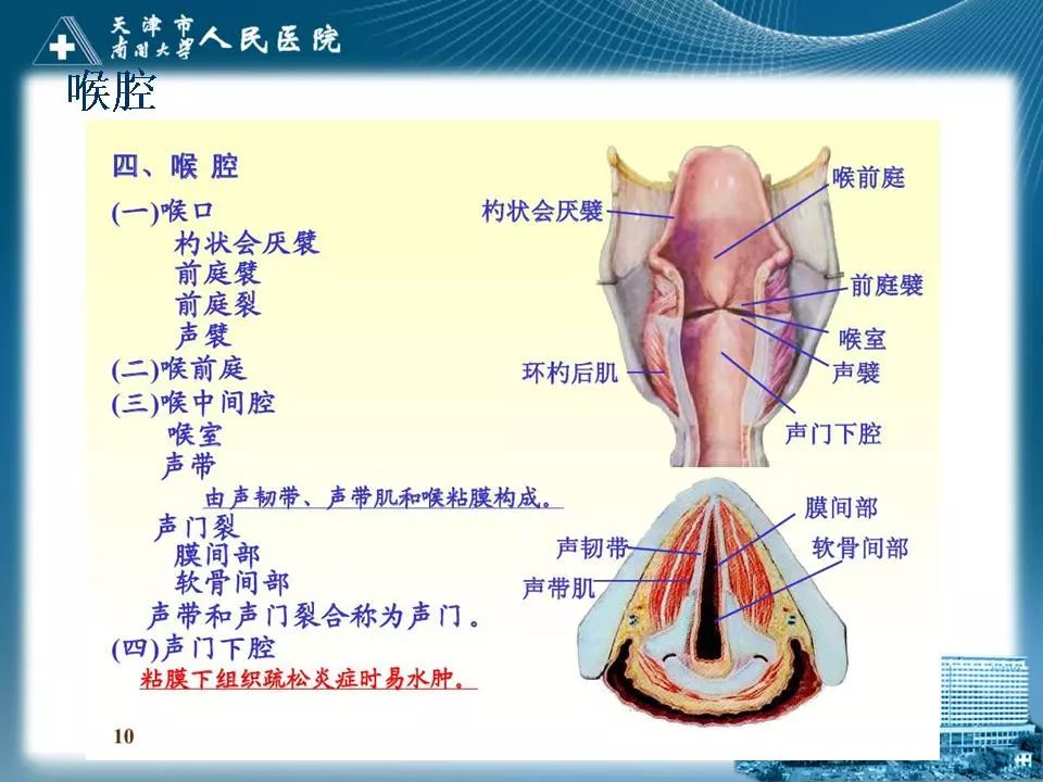 影像PPT - 【PPT】喉的应用解剖与影像解剖-8