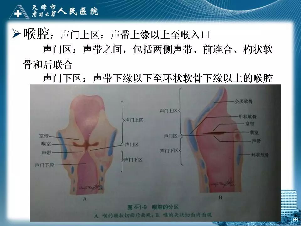 影像PPT - 【PPT】喉的应用解剖与影像解剖-9