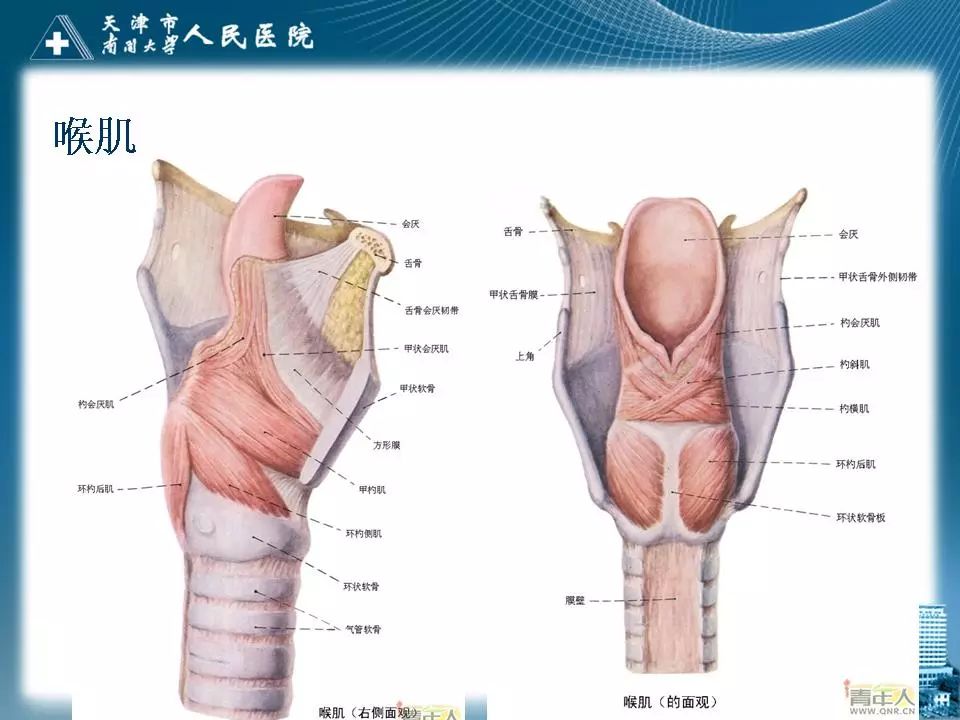 影像PPT - 【PPT】喉的应用解剖与影像解剖-6