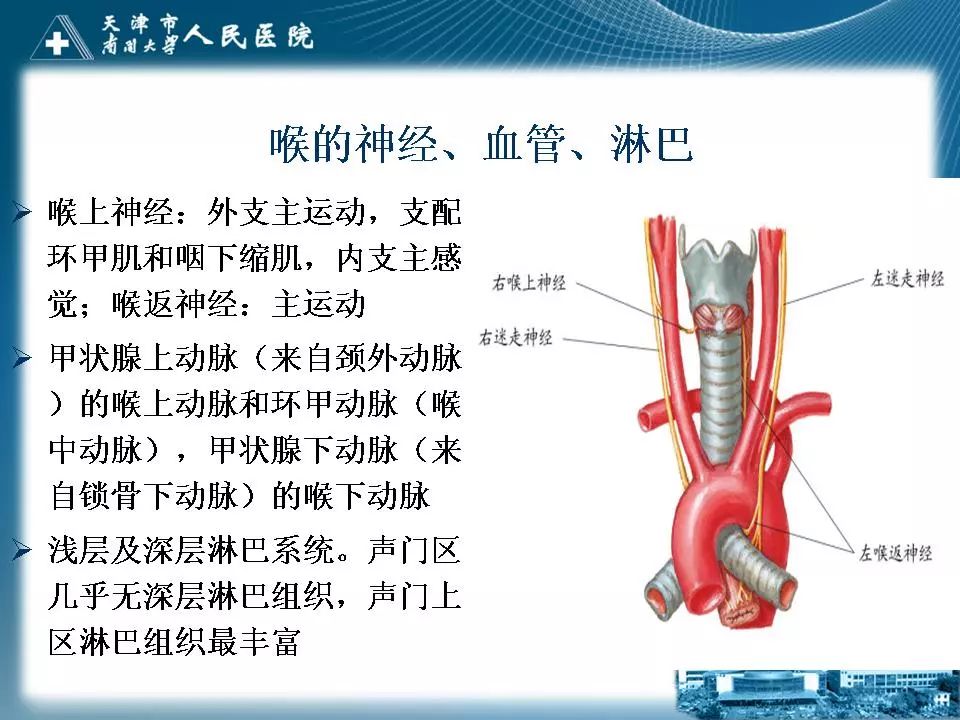 影像PPT - 【PPT】喉的应用解剖与影像解剖-13