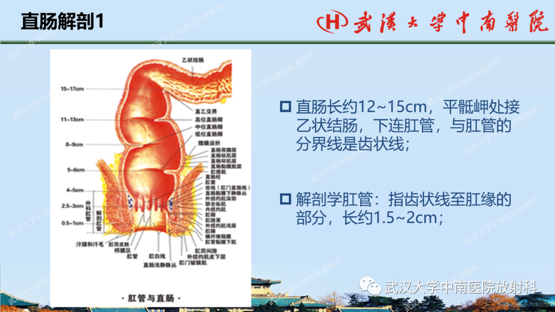 影像PPT - 【PPT】直肠癌的MRI诊断及分期-3