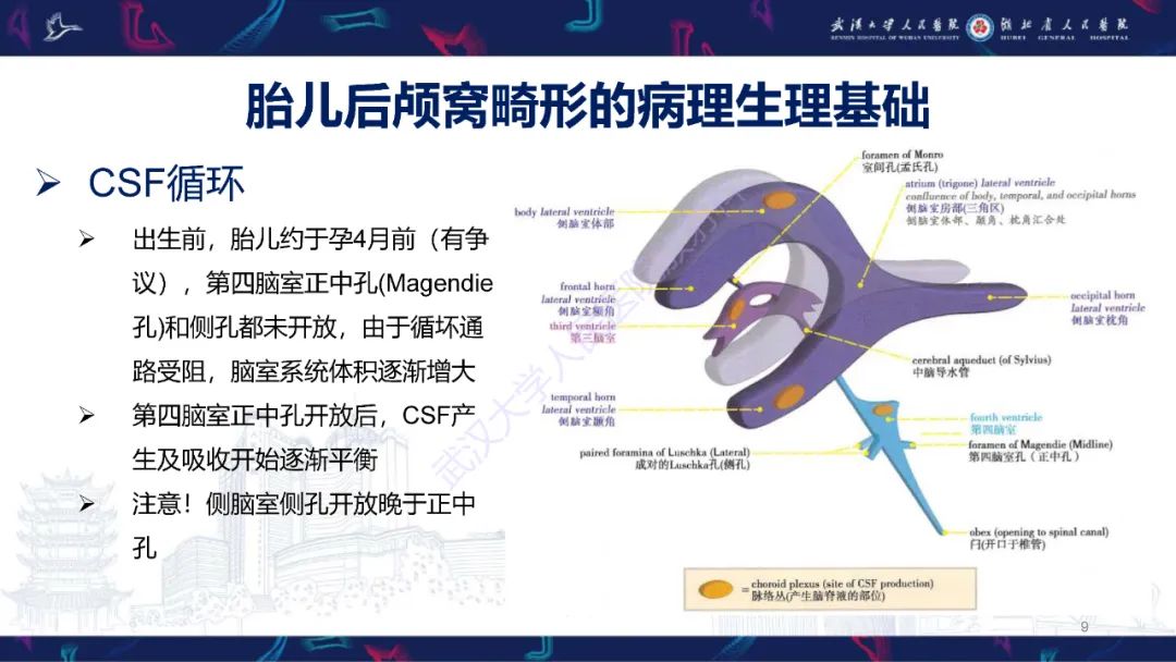影像PPT - 【PPT】胎儿后颅窝畸形MRI诊断-9