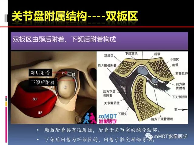 影像PPT - 【PPT】颞下颌关节的磁共振成像（检查技术与解剖部分）-25