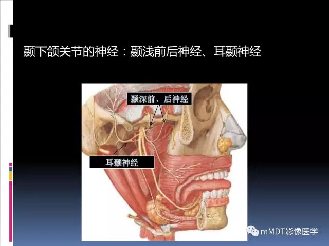 影像PPT - 【PPT】颞下颌关节的磁共振成像（检查技术与解剖部分）-38