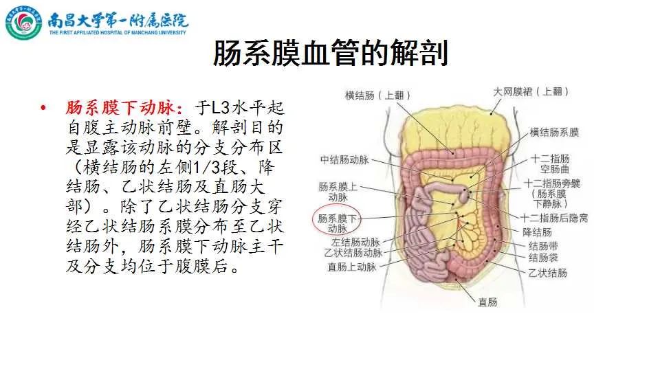 影像PPT - 【PPT】腹部血管性病变急腹症的影像诊断-18
