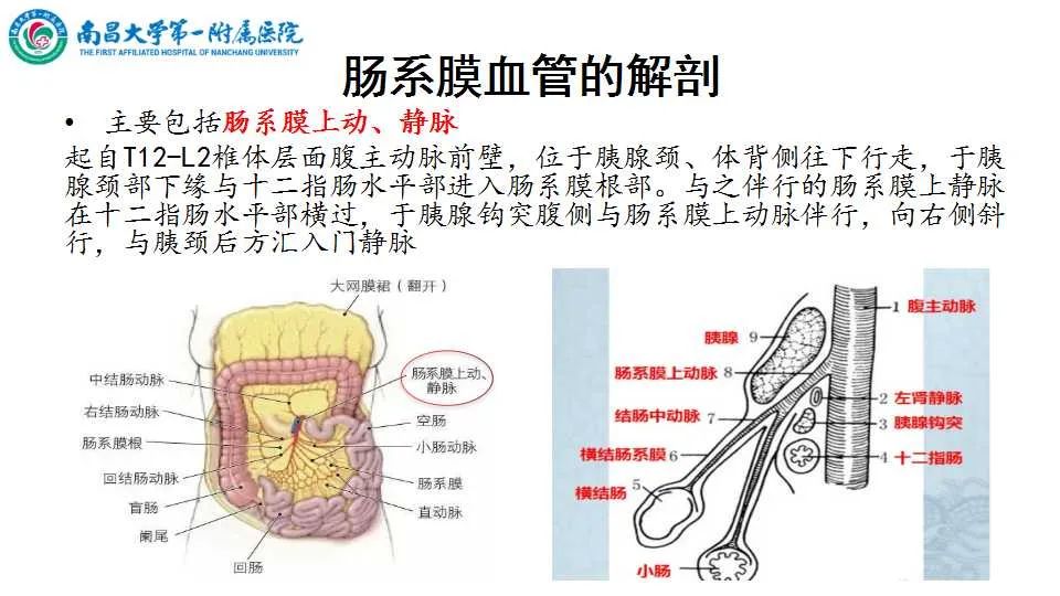 影像PPT - 【PPT】腹部血管性病变急腹症的影像诊断-17