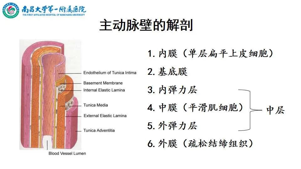 影像PPT - 【PPT】腹部血管性病变急腹症的影像诊断-42
