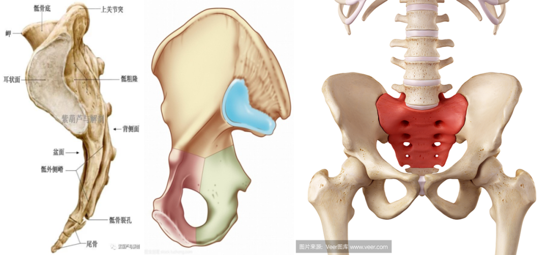 影像PPT - 早期强直性脊柱炎如何诊断?骶髂关节 MRI 应该这么看-2 影像PPT - 早期强直性脊柱炎如何诊断?骶髂关节 MRI 应该这么看-2