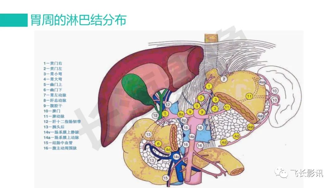 影像PPT - 【PPT】胃癌影像诊断的报告规范-6