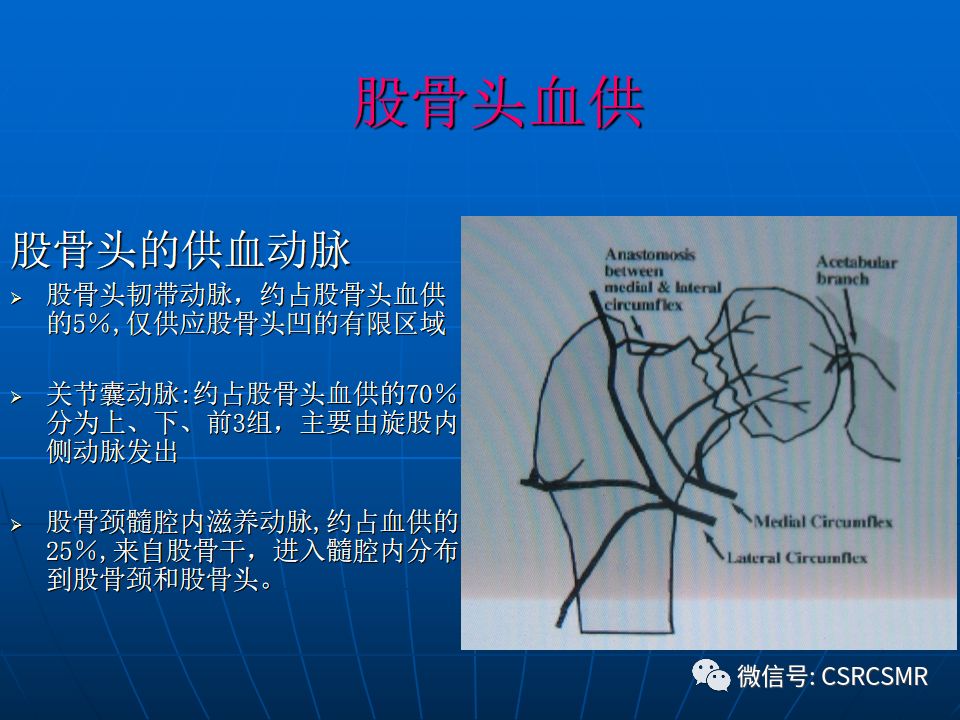 影像PPT - 【PPT】股骨头缺血坏死的大体标本、影像及病理-3