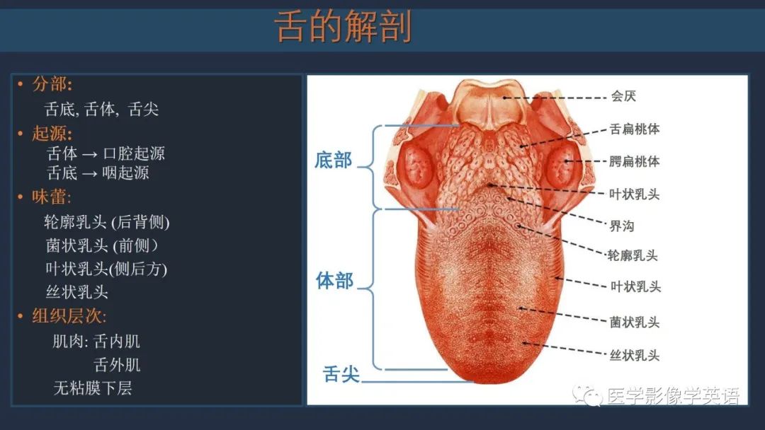 影像PPT - 【PPT】舌良性肿瘤及肿瘤样病变的MR表现及影像与病理对照分析-7 影像PPT - 【PPT】舌良性肿瘤及肿瘤样病变的MR表现及影像与病理对照分析-7