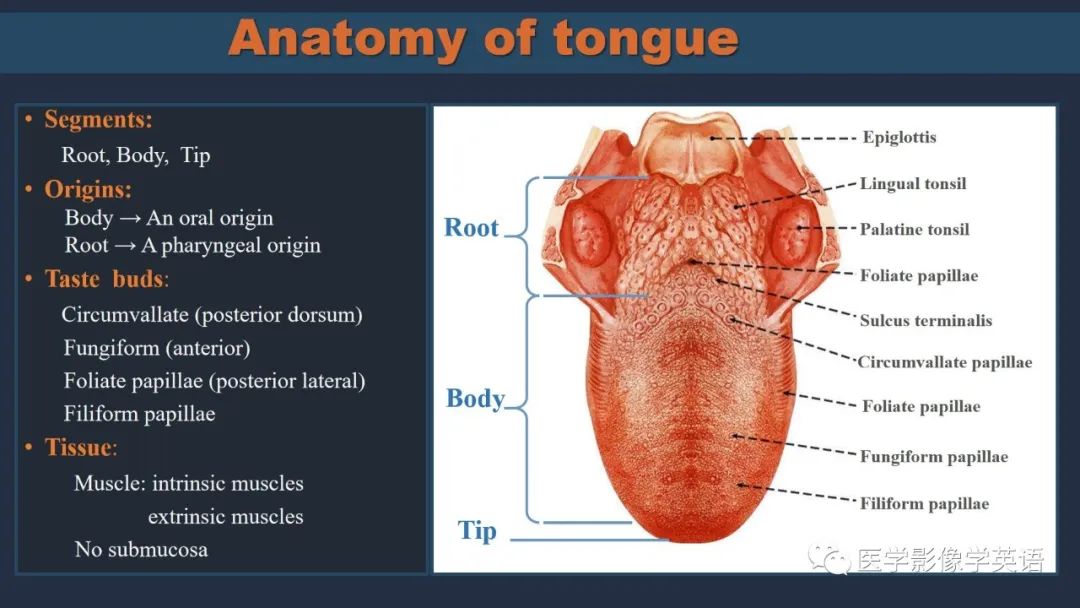 影像PPT - 【PPT】舌良性肿瘤及肿瘤样病变的MR表现及影像与病理对照分析-8 影像PPT - 【PPT】舌良性肿瘤及肿瘤样病变的MR表现及影像与病理对照分析-8