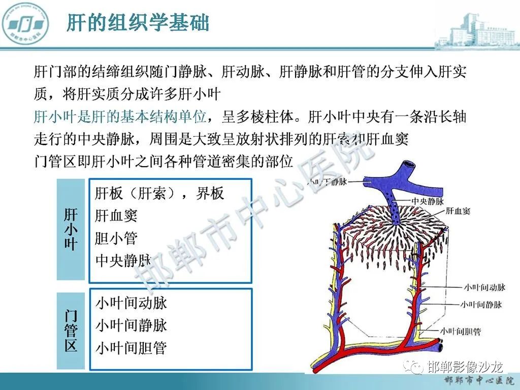 影像PPT - 【PPT】肝脏解剖、病理及影像的一点感悟-3