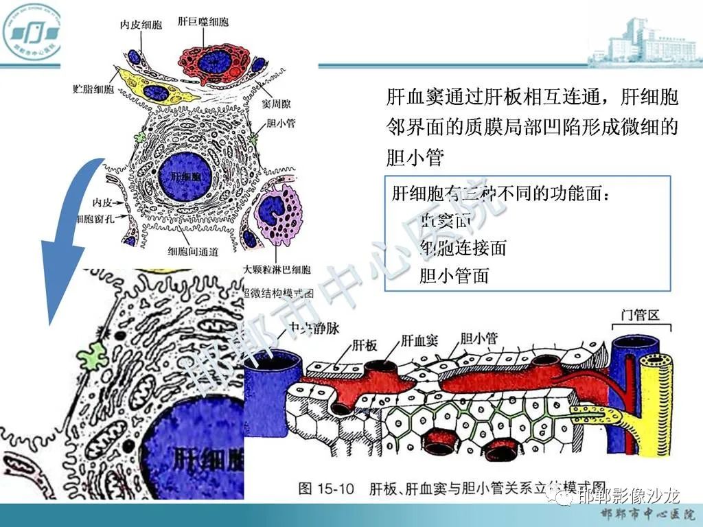 影像PPT - 【PPT】肝脏解剖、病理及影像的一点感悟-5
