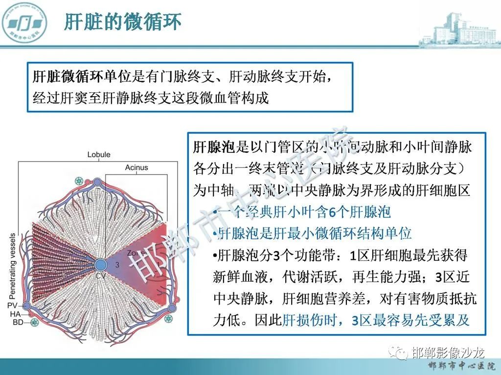 影像PPT - 【PPT】肝脏解剖、病理及影像的一点感悟-6