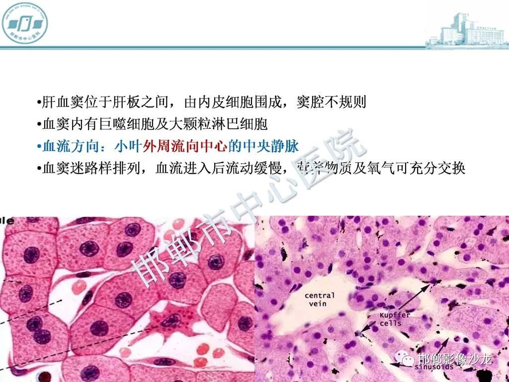 影像PPT - 【PPT】肝脏解剖、病理及影像的一点感悟-7