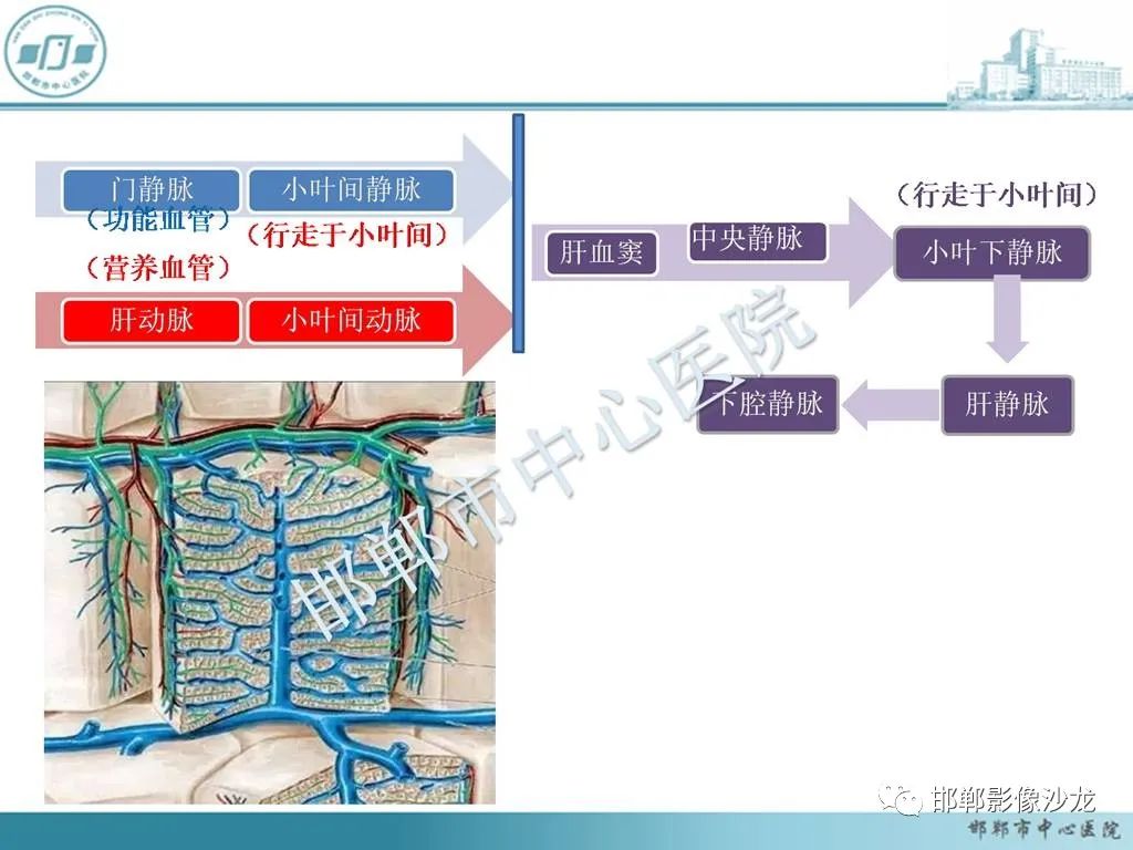 影像PPT - 【PPT】肝脏解剖、病理及影像的一点感悟-8