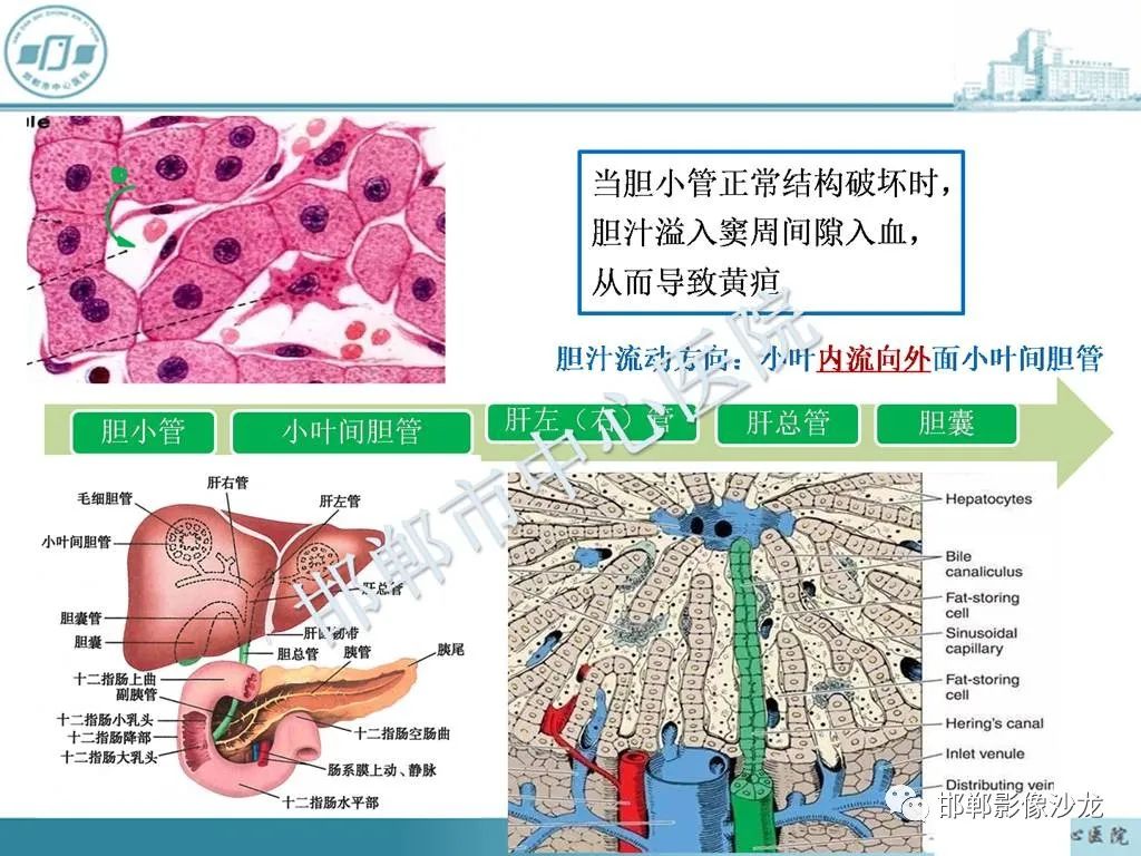影像PPT - 【PPT】肝脏解剖、病理及影像的一点感悟-9