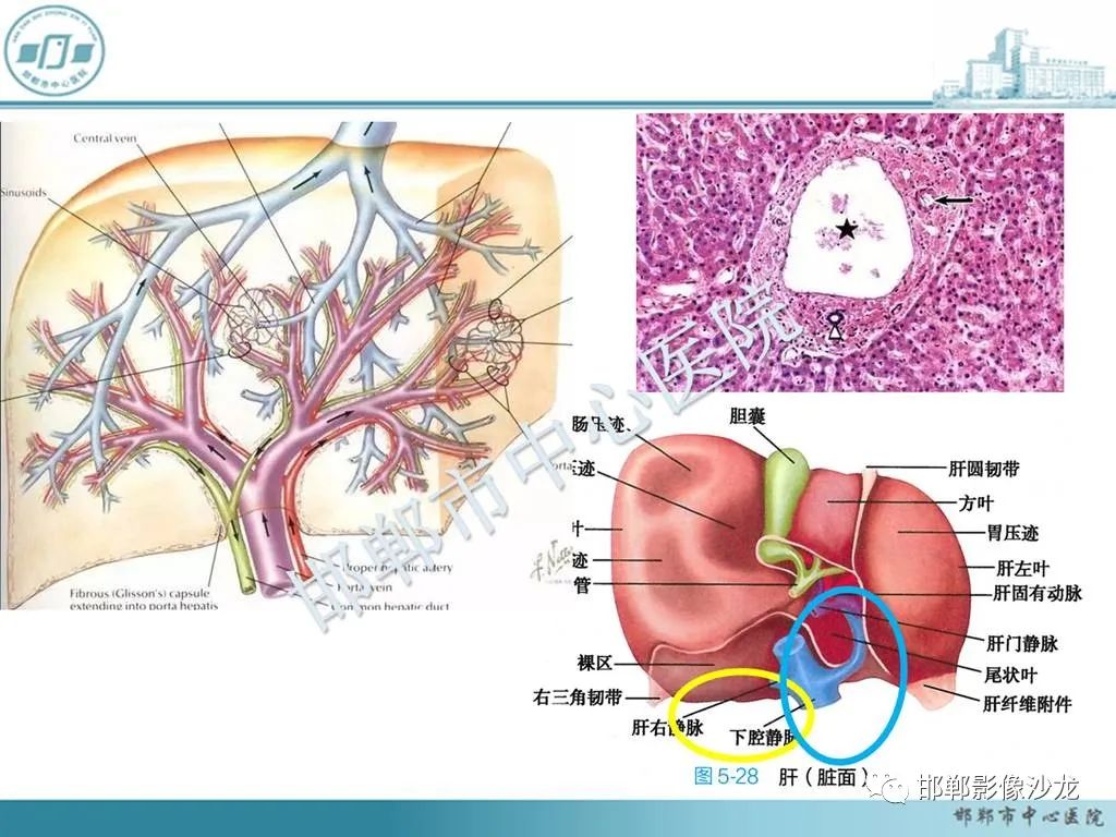 影像PPT - 【PPT】肝脏解剖、病理及影像的一点感悟-11