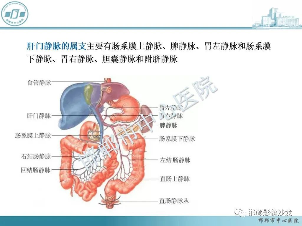 影像PPT - 【PPT】肝脏解剖、病理及影像的一点感悟-13