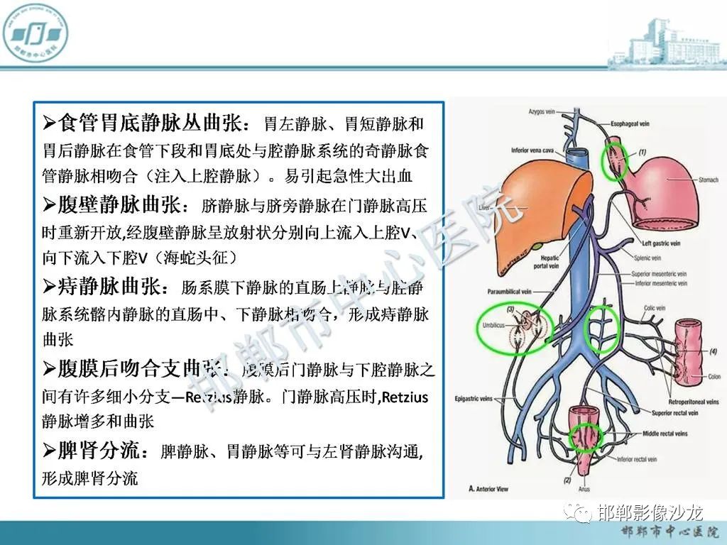 影像PPT - 【PPT】肝脏解剖、病理及影像的一点感悟-15