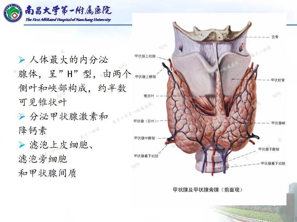 影像PPT - 【PPT】常见甲状腺结节的CT鉴别诊断-2