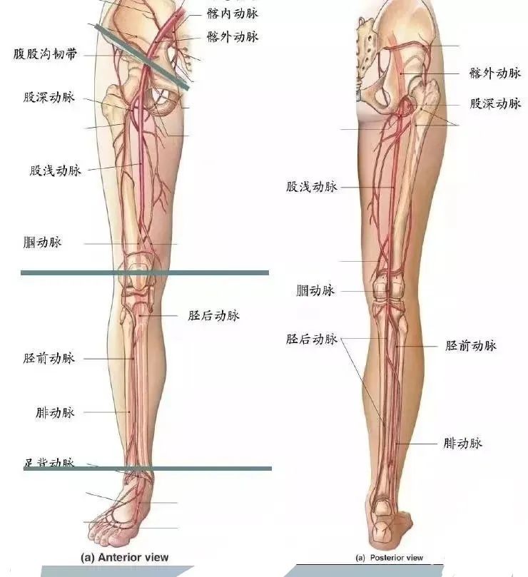 影像PPT - 下肢血管CTA的检查-2 影像PPT - 下肢血管CTA的检查-2