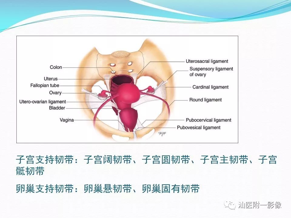 影像PPT - 【PPT】女性盆腔结构解剖复习-3