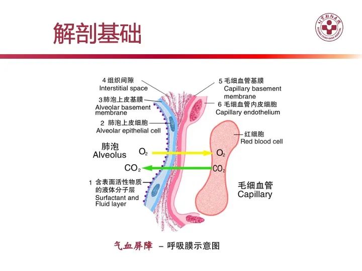 影像PPT - 【PPT】肺水肿的临床与影像-3