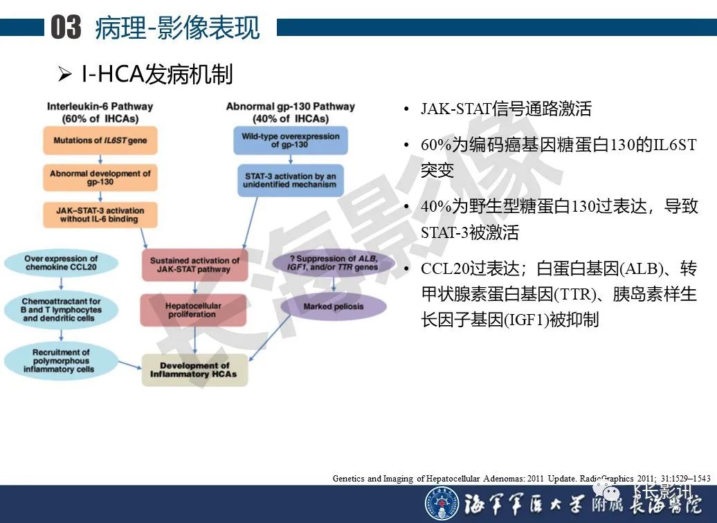 影像PPT - 【PPT】肝细胞腺瘤的影像学诊断-10