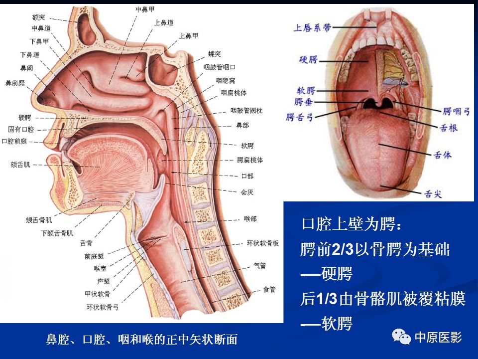 影像PPT - 【PPT】腭部常见肿瘤的影像诊断-4
